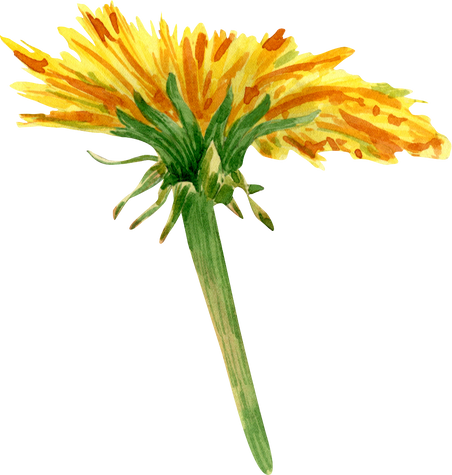 Dandelion flower illustration