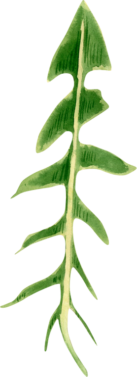 Dandelion leaf illustration