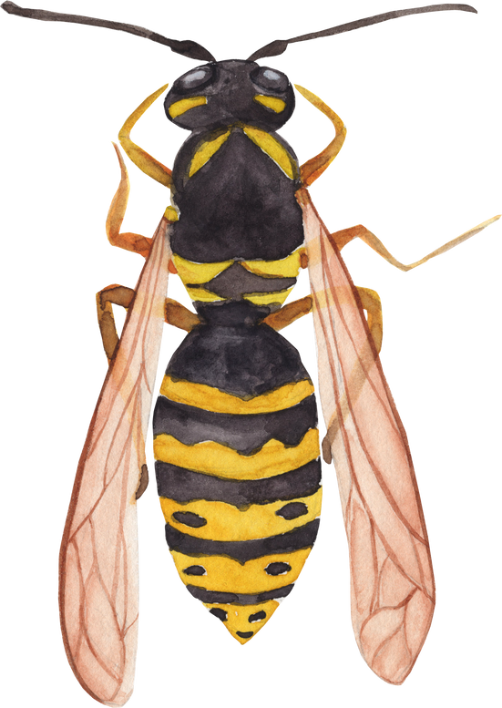 Watercolor wasp